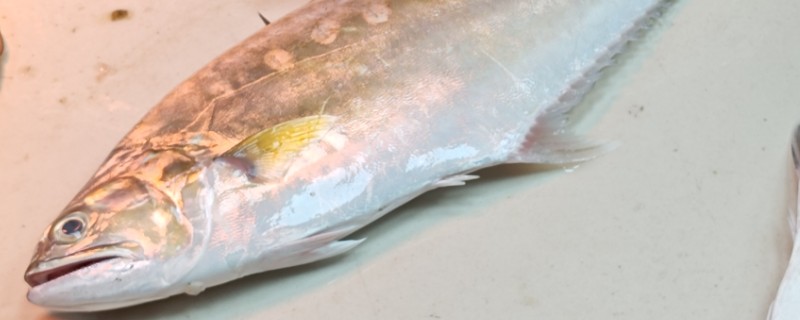 红甘鲹是什么鱼？