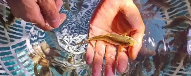 异鳔鳅鮀是什么鱼？