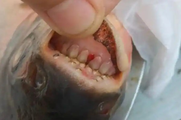 印度齿口鱼是什么鱼？