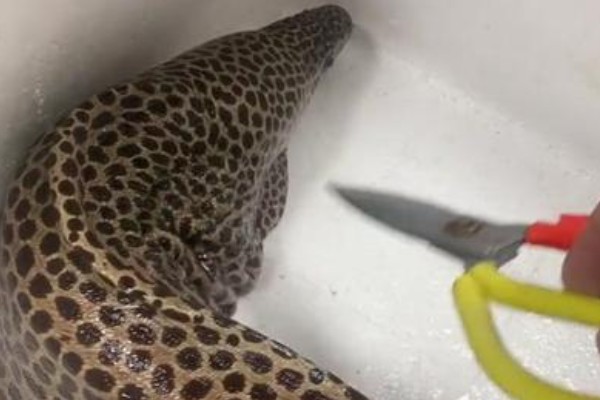 钱鳗是什么鱼?
