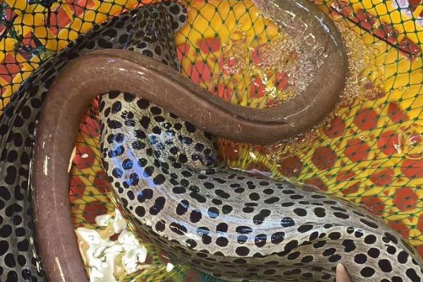 钱鳗是什么鱼?