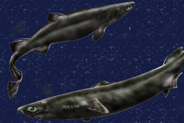 蒲原氏霞鲨是什么鱼?