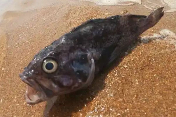暗色猎神深海鼬鱼是什么鱼?