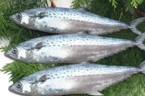 高丽马加鰆是什么鱼?