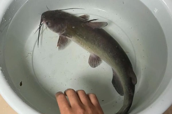 白边锯鳞鱼是什么鱼?