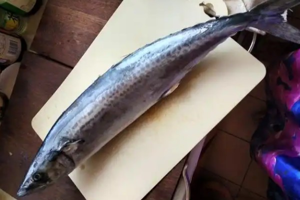 中华鰆是什么鱼?