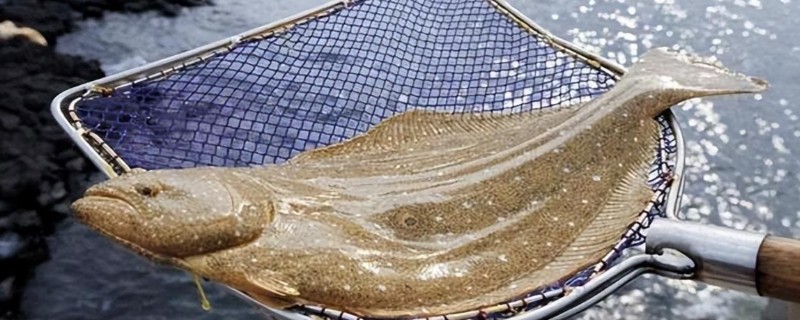 条斑星鲽是什么鱼？