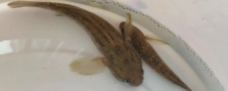 须缟鰕虎是什么鱼？