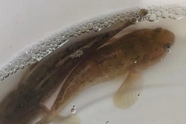 须缟鰕虎是什么鱼?