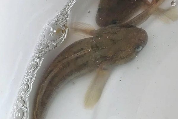 须缟鰕虎是什么鱼?