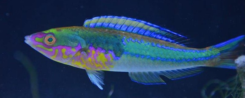狭带细鳞盔鱼是什么鱼？