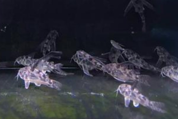粗高鳍鲉是什么鱼?