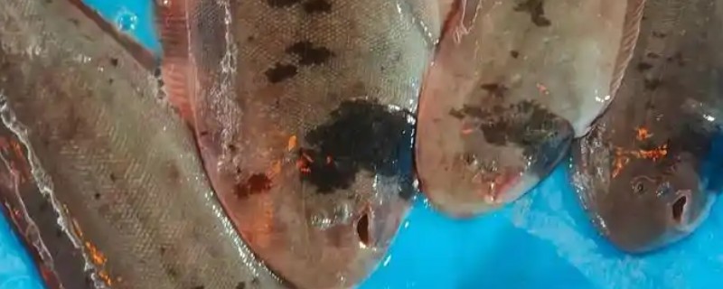 黑鳍舌鳎是什么鱼?