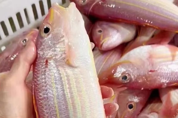 黄缘金线鱼是什么鱼?