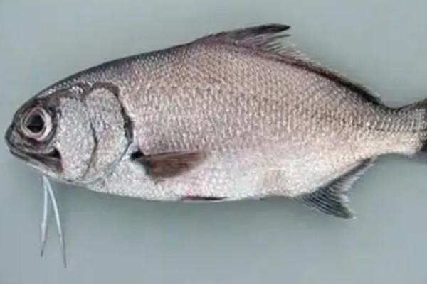 长棘须鳂是什么鱼?