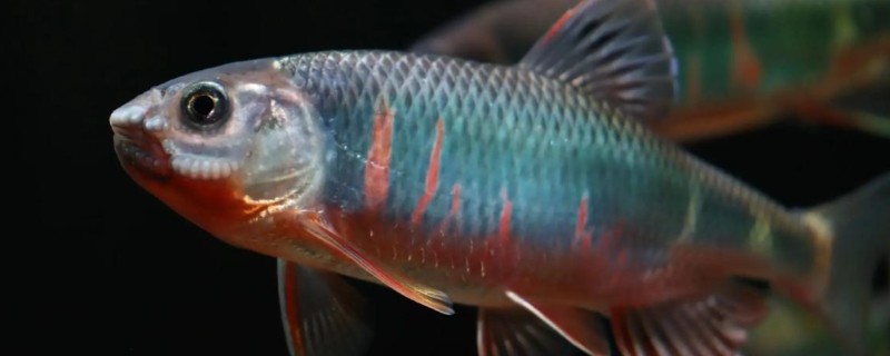 长棘须鳂是什么鱼？