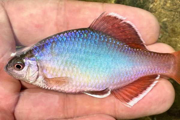 长棘须鳂是什么鱼?