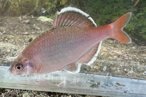 长棘须鳂是什么鱼?