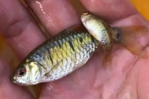 条纹二须鲃是什么鱼?