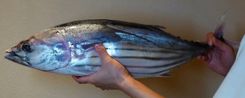 烟仔虎是什么鱼？