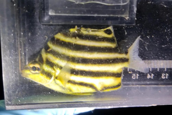 细刺鱼是什么鱼？