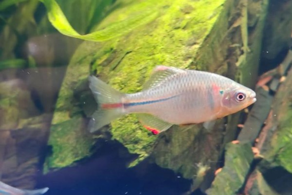 彩石鳑鮍是什么鱼?