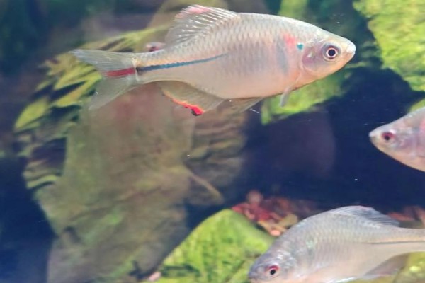 彩石鳑鮍是什么鱼?