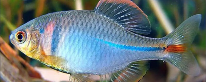 彩石鳑鮍是什么鱼？