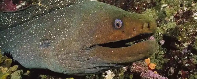 异纹裸胸鳝是什么鱼？