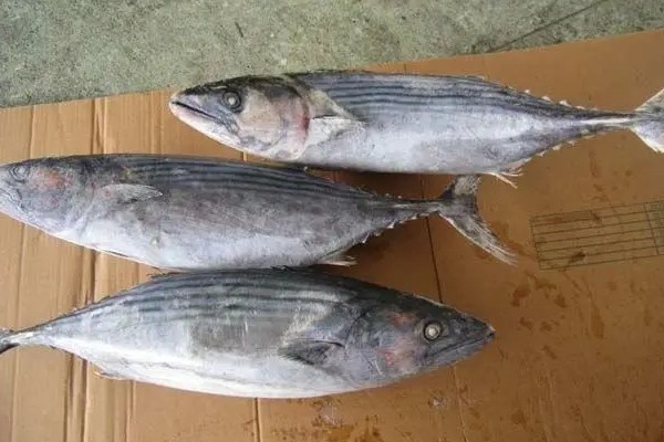 东方鰆鲹是什么鱼?