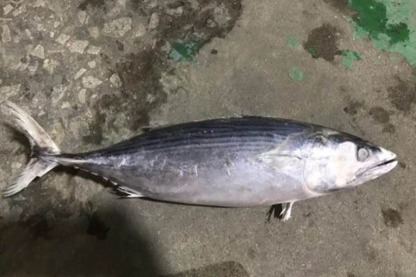 东方鰆鲹是什么鱼?