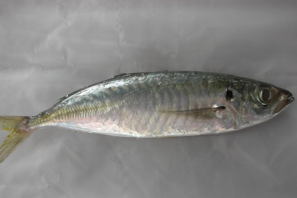 东方鰆鲹是什么鱼?