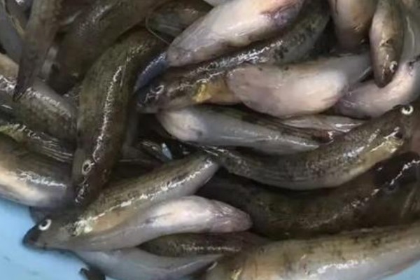 裸胸若鲹是什么鱼?