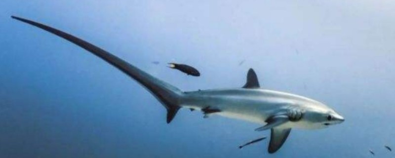 浅海狐鲛是什么鱼？