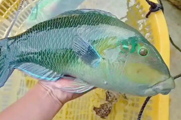 舒氏猪齿鱼是什么鱼?
