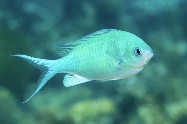 长棘光鳃鱼是什么鱼？