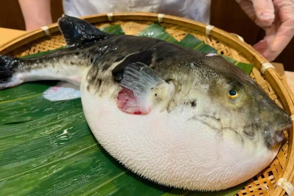 凶兔头鲀是什么鱼？