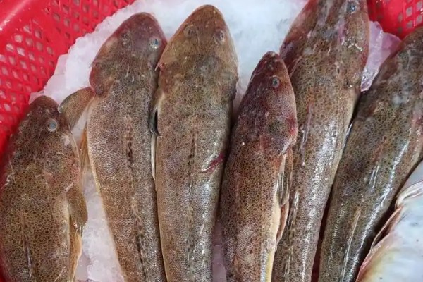 眼眶牛尾鱼是什么鱼?