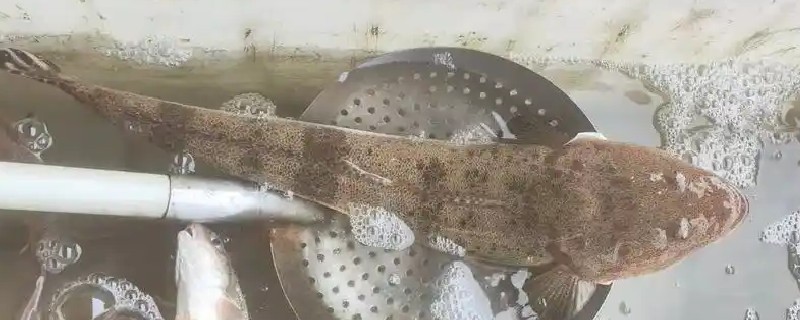 眼眶牛尾鱼是什么鱼？