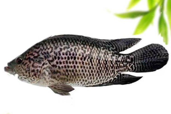 花斑副丽鱼是什么鱼？