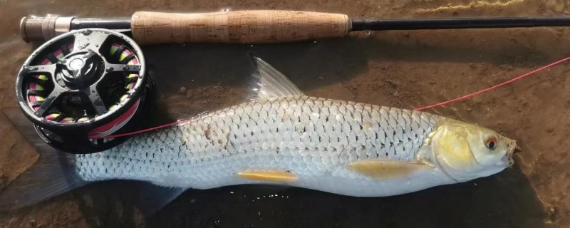 赤眼鱼是什么鱼？