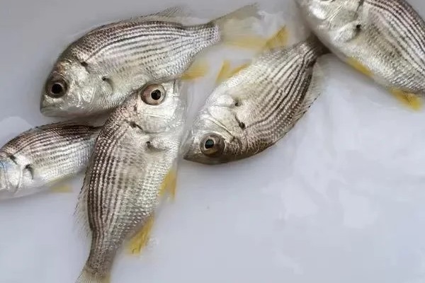黄锡鲷是什么鱼？
