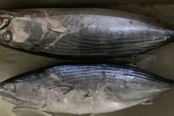 东方狐鲣是什么鱼？