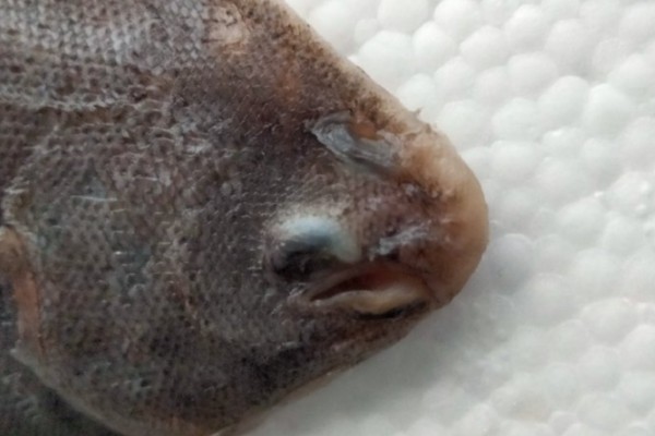 丝指鳒鲆是什么鱼？