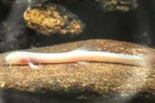 长肋原花鳅是什么鱼?