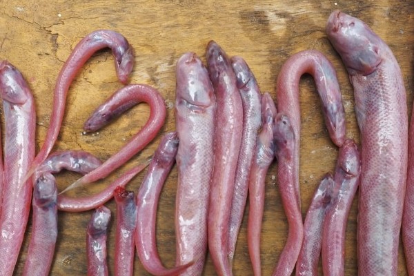 长肉鱼是什么鱼?