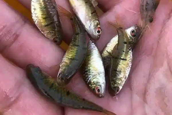 红目鮘仔是什么鱼?
