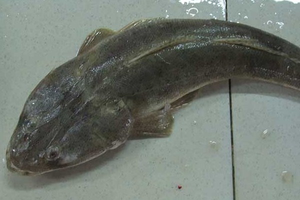 尾斑鲬状鱼是什么鱼?
