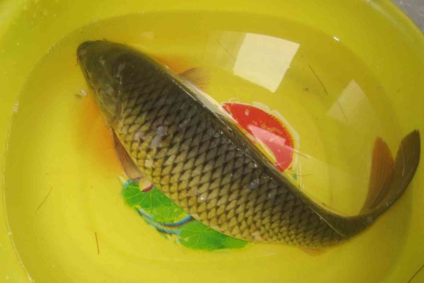 邛海鲤是什么鱼?