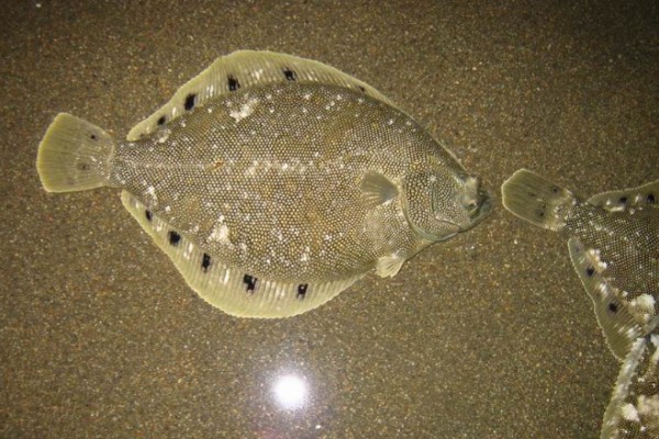 星斑川鲽是什么鱼？